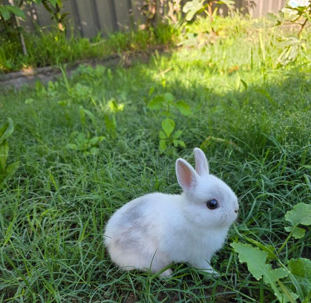pure dwarf rabbits | Rabbits | Gumtree Australia Bankstown Area ...