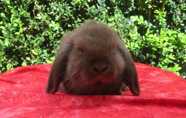 Lop Rabbit All purebred baby mini lop rabbits | Rabbits | Gumtree Australia Brimbank ...