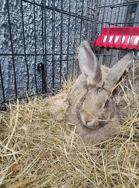2 female giant Flemish bunnies 10 weeks old | Rabbits | Gumtree ...