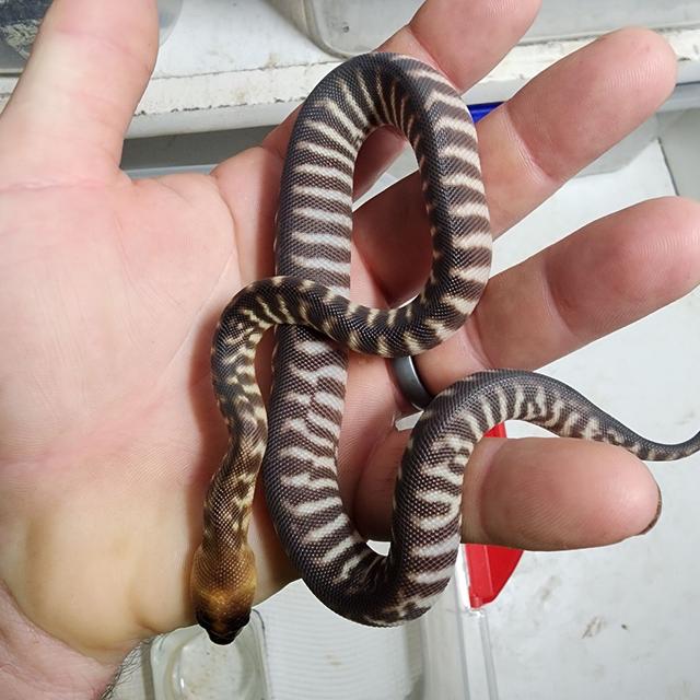 Swan Python woma/ stimson python hatchy | Reptiles & Amphibians | Gumtree Australia ...