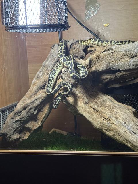 12 month old python and cage | Reptiles & Amphibians | Gumtree ...
