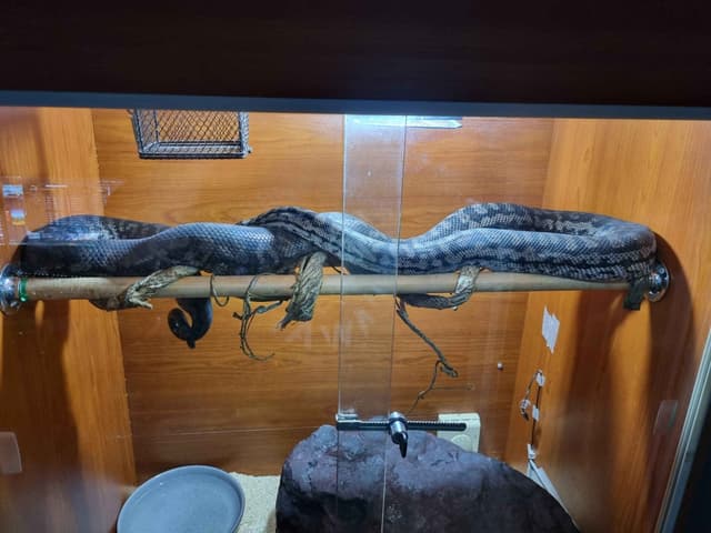 Molly Darling Python Murray, the Murray Darling Python | Reptiles & Amphibians | Gumtree ...