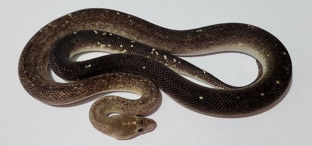 marble childrens python #python - youtube Images High... Marble Childrens Python Dark Male | Reptiles & Amphibians | Gumtree ...