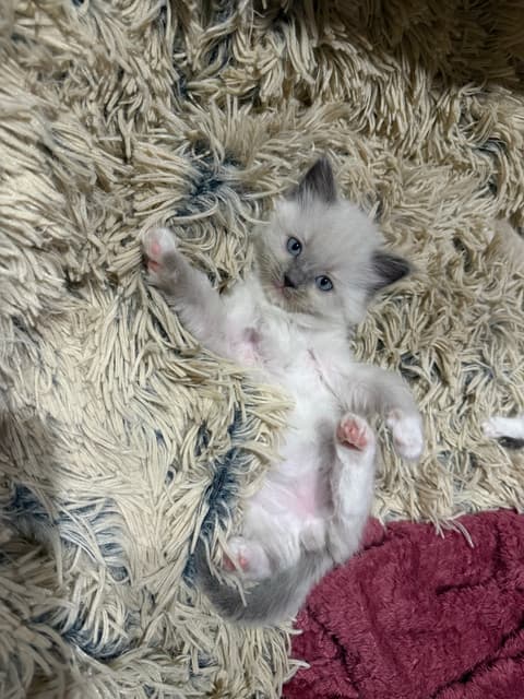 Trailers Shepparton Ragdoll Kittens | Cats & Kittens | Gumtree Australia Shepparton City ...