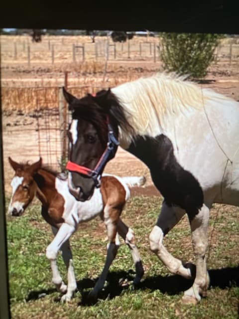 Two lovely mares | Horses & Ponies | Gumtree Australia Outer Shepparton ...