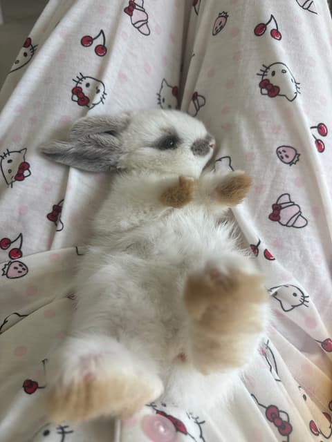 Lop Rabbit All Mini lop mix bunnies! | Rabbits | Gumtree Australia Maitland Area ...