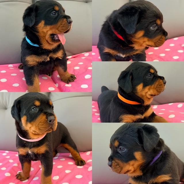 Robust Rio Dog Brisbane Purebred Rottweiler Robust Puppies Looking for Forever Homes ...