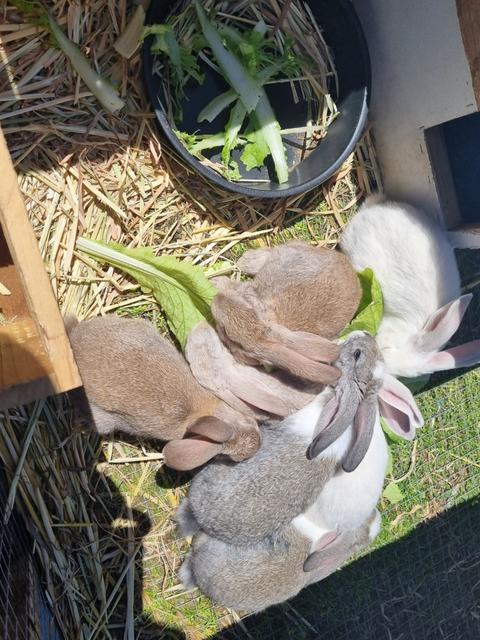 6 large / meat breed rabbits 8 weeks | Rabbits | Gumtree Australia ...