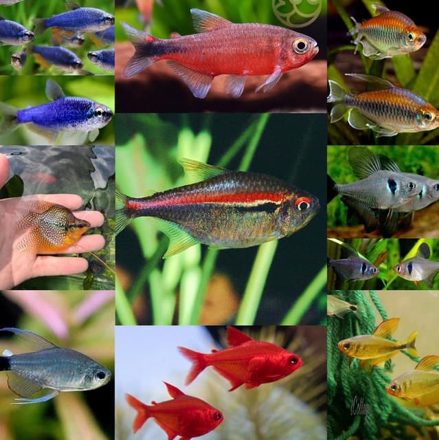 Trera Fish TETRAS, RASBORA, CORYDORAS, CATFISH, RAINBOWFISH, BARBS, & MORE | Fish ...