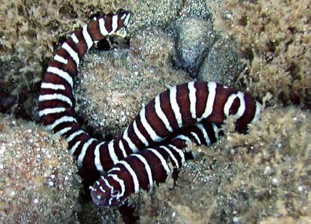Zebra Snowflake Snowflake & zebra eel | Fish | Gumtree Australia Port Stephens Area ...