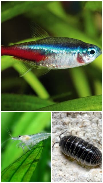 Roly Polys, and/or clear baby shrimp, and/or 3 neon tetras | Fish ...