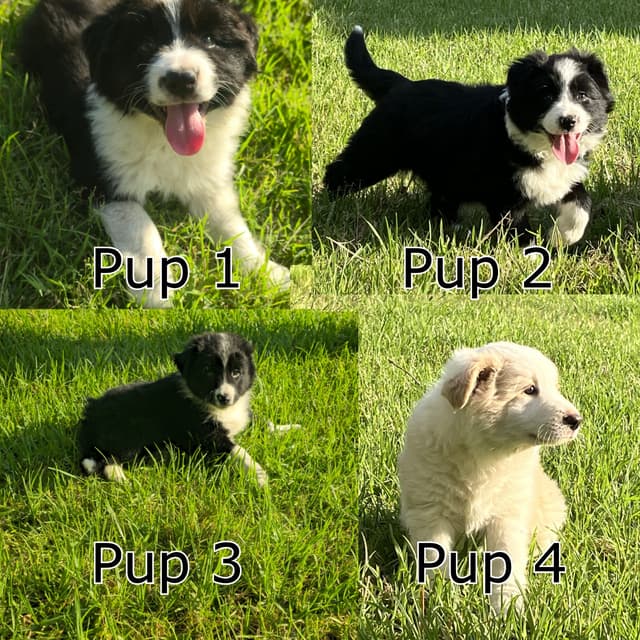 Web App Border Purebred Border Collie Puppies | Dogs & Puppies | Gumtree Australia ...