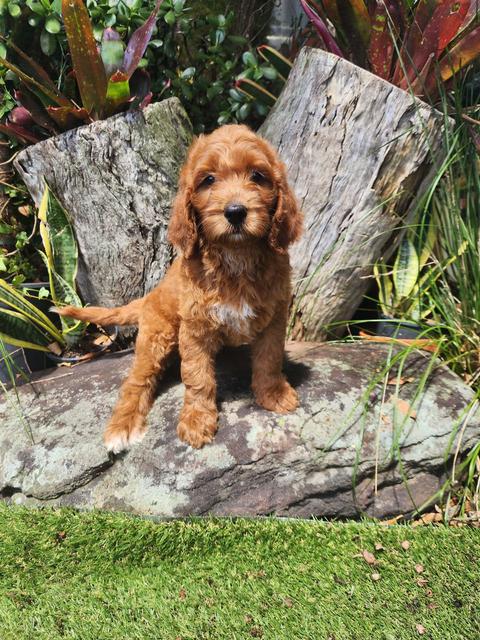 Standerd Groode STUNNING DNA CLEAR F1B STANDARD GROODLE PUPPIES | Dogs & Puppies ...