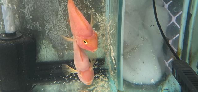 Blood Parrot & Flowerhorn | Fish | Gumtree Australia Burwood Area ...