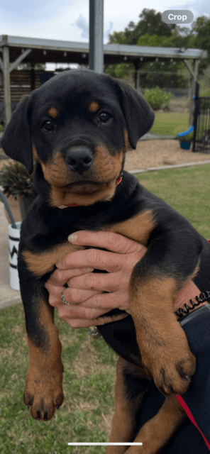 Purebred Rottweiler puppy | Dogs & Puppies | Gumtree Australia Lockyer ...