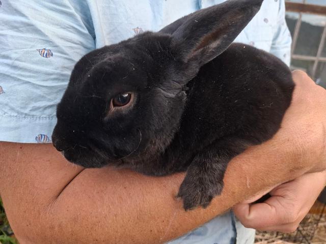 Standard Rex Rabbit Breeding Trio | Rabbits | Gumtree Australia Hobart ...