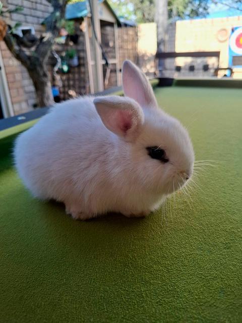 Purebred- Mini Lop Bunnies | Rabbits | Gumtree Australia Armadale Area ...