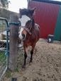 Bay Palouse colt, part bred Welsh (photo 3)