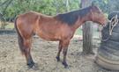 Performance Bred QH Colt (photo 1)