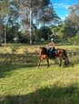 15 year old, 14hh quarter/stock horse (photo 3)
