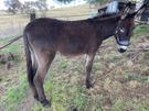 Donkey for Sale