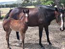 Free 2 Racehorse Broodmares (photo 2)