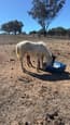 8 month old qh x palomino filly (photo 1)