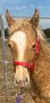 Beautiful champagne colt (photo 1)