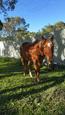 Chestnut mare