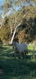 Palomino filly (photo 3)