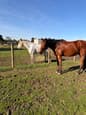 Thoroughbred gelding (photo 3)