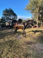 Pure bred arabian horse (photo 1)