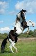 Wanted Black and White Tobiano