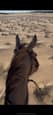 Buckskin Qh Mare (photo 3)
