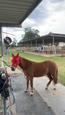 Shetland pony (photo 3)
