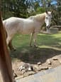 White Mare Stockhorse (photo 2)