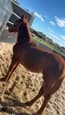 Appy Broodmare (photo 2)