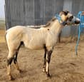 Appaloosa Filly (snow white) (photo 3)