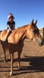 Solid Chestnut Appaloosa (photo 2)
