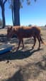 Rising 2yr old   Qh colt (photo 1)