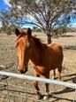 Rising 2yr old   Qh colt (photo 2)