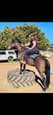 Stock horse gelding (NEGOTIABLE) (photo 1)