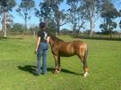 Welsh A Gelding, 3yr rising 4 (photo 2)