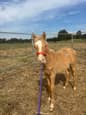 Beautiful champagne colt (photo 2)