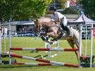 Large Welsh Pony Mare (photo 1)