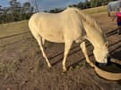 Stock horse x paint (photo 2)