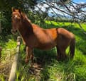 Horse for sale (photo 2)