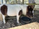 Mini Horses  2 females Mum and Daugher (photo 3)