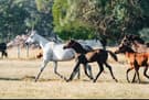 Stunning grey TB mare (photo 2)
