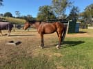 TB gelding. Just retired from racing. (photo 2)